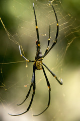 Spider - Khao Sok N.P.