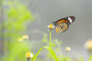 Beautiful The Common Tiger butterfly