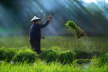 Asian farmer transplant rice seedlings in rice field,Farmer planting rice in the rainy season,Asian...