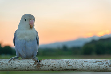 Lovebird on Sunset background.