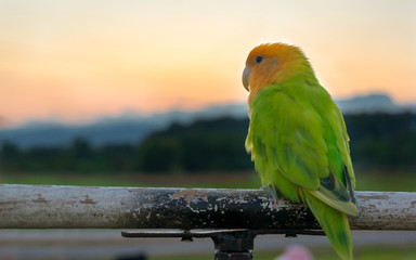 Beautiful green parrot lovebird on sunset background.