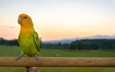 Beautiful green parrot lovebird on sunset background.
