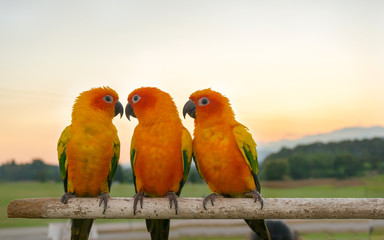 Three yellow parrots, Sun Conure (Aratinga solstitialis). Sunset background.