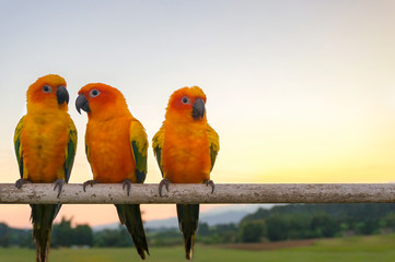 Three yellow parrots, Sun Conure (Aratinga solstitialis). Sunset background.