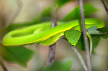 Green Pit Viper Snake