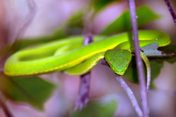 Green Pit Viper Snake