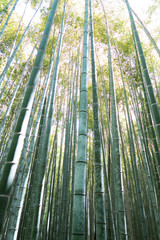 Bamboo / Japan