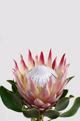 King protea flower on white background