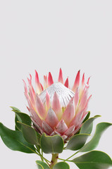 King protea flower on white background
