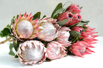 King protea bunch for background