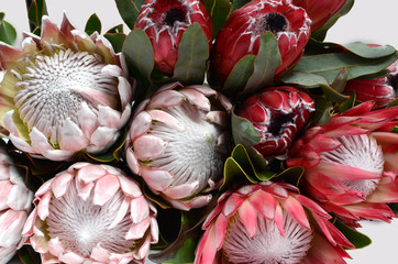 King protea bunch for background