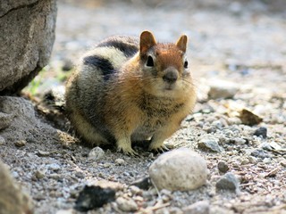 chipmunk