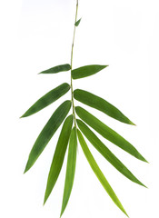 bamboo leaf isolated on white background. include clipping path