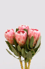 Protea sylvia plant for background