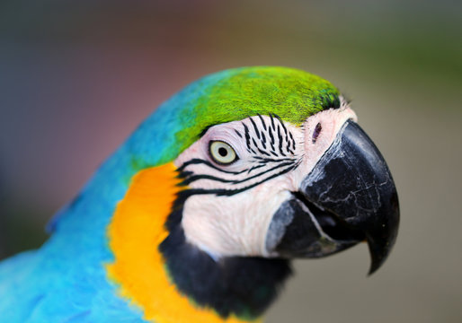 Photo of a close-up of a large blue macaw