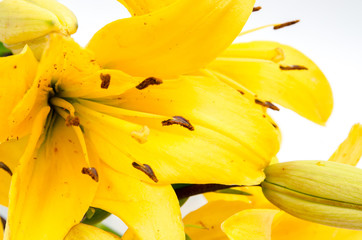 a beautiful yellow lily, a flower lies on a table, in the summer a flower called lily