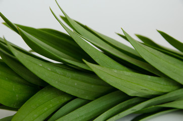 Obraz premium leaves from a lily, a beautiful yellow lily, a flower lies on a table, in the summer a flower called lily