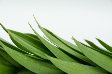 Obraz premium leaves from a lily, a beautiful yellow lily, a flower lies on a table, in the summer a flower called lily