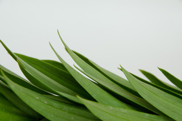 leaves from a lily, a beautiful yellow lily, a flower lies on a table, in the summer a flower called lily