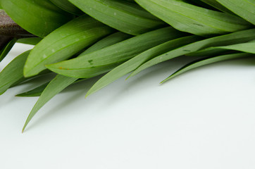 Fototapeta premium leaves from a lily, a beautiful yellow lily, a flower lies on a table, in the summer a flower called lily