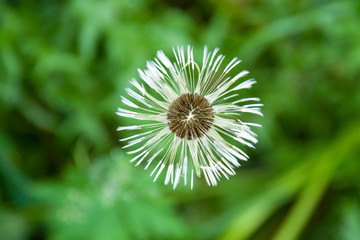 field of white dandelions, dandelion with seeds