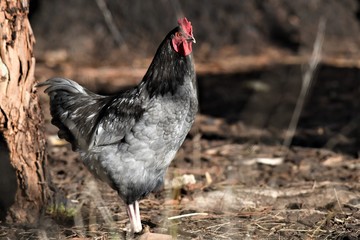 Grey Rooster