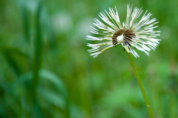 field of white dandelions, dandelion with seeds