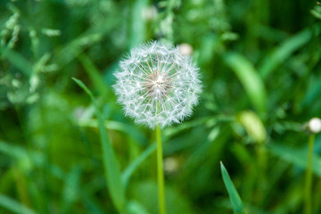 field of white dandelions, dandelion with seeds