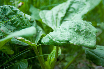 field of white dandelions, dandelion with seeds