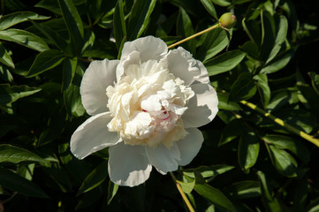 peonies blossomed in the summer, peonies lit by the sun.beautiful peonies on the lawn