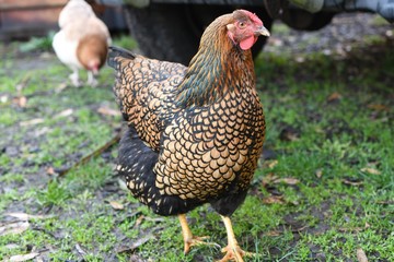 Gold Lace Chicken