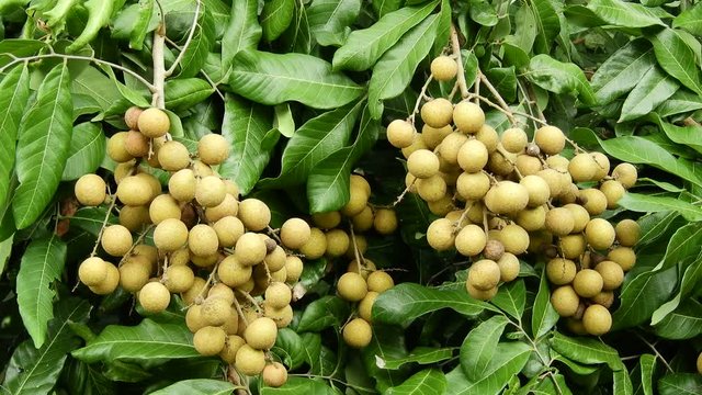 Longan orchards -Tropical fruits longan in Lamphun, Thailand
