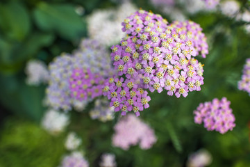 Achillea millefolium. Close-up, focus with shallow depth of field. Autumn flowers.