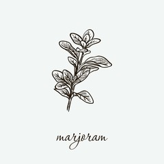 marjoram. natural herbs. sketch on grey
