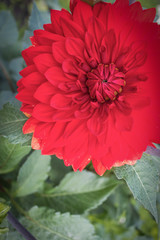 Closeup of Dahlia flower, soft selective focus