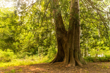 Obraz premium big tree trunk split in two branches inside forest