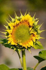 single sunflower stamen ready to bloom under the morning sun