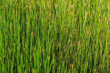 Green Grass In Summer On Soft Focus Background.
