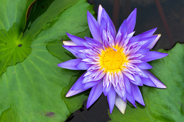 Beautiful purple lotus with yellow pollen