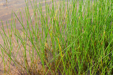 Grass Beside A Natural Pond In Outdoor of Summer.