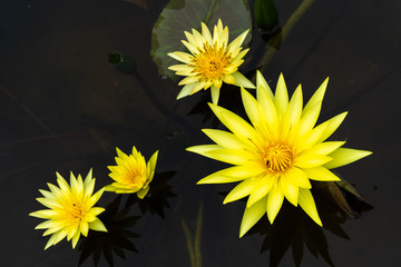 Beautiful yellow lotus