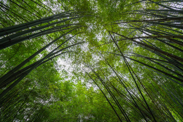 Obraz na płótnie Canvas Convergence of bamboo