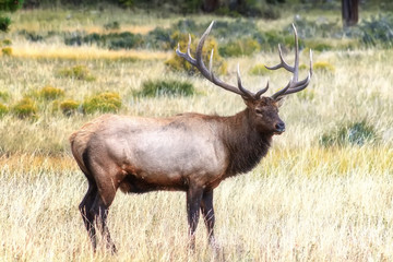 Single Bull Elk