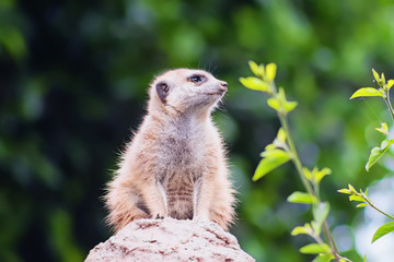 Fototapeta premium Meerkat Squatting on Rock Looking Out
