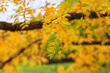 Green Yellow Honeylocust Leaves