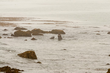 Fototapeta premium Elephant Seals on the beach in California