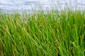 Grass Beside A Natural Pond In Outdoor of Summer.