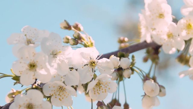 Clip of some white flowers in Pakostane city, Croatia.