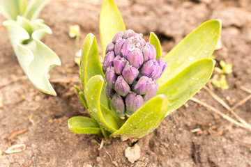 Fresh early violet hyacinth . In the garden in the ground