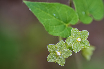 Texas spring wildflowers